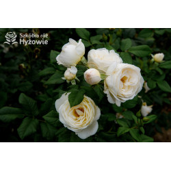 Uetersener Klosterrose® - Róże Pnące - 