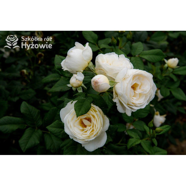 Uetersener Klosterrose® - Róże Pnące - 