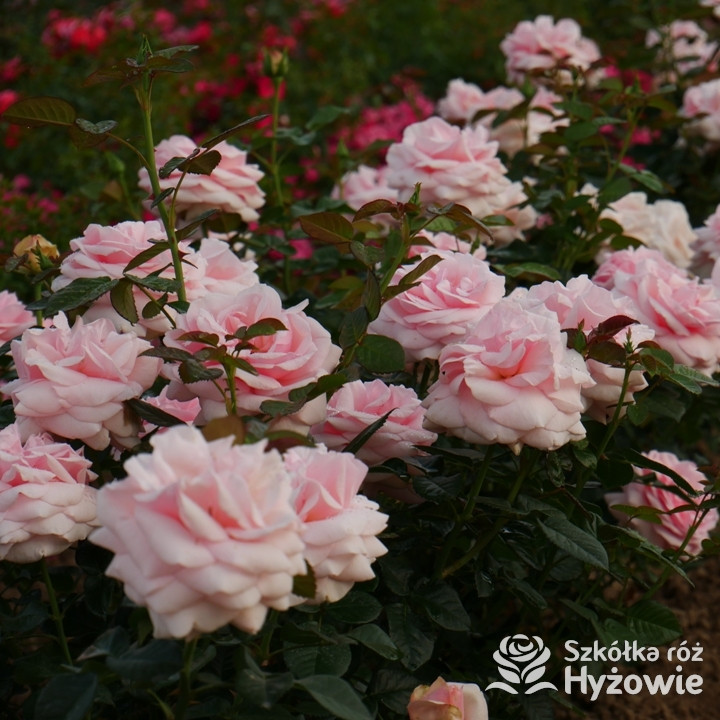 Róża wielkokwiatowa Aphrodite® | Szkółka Róż Hyżowie | Rosen Tantau