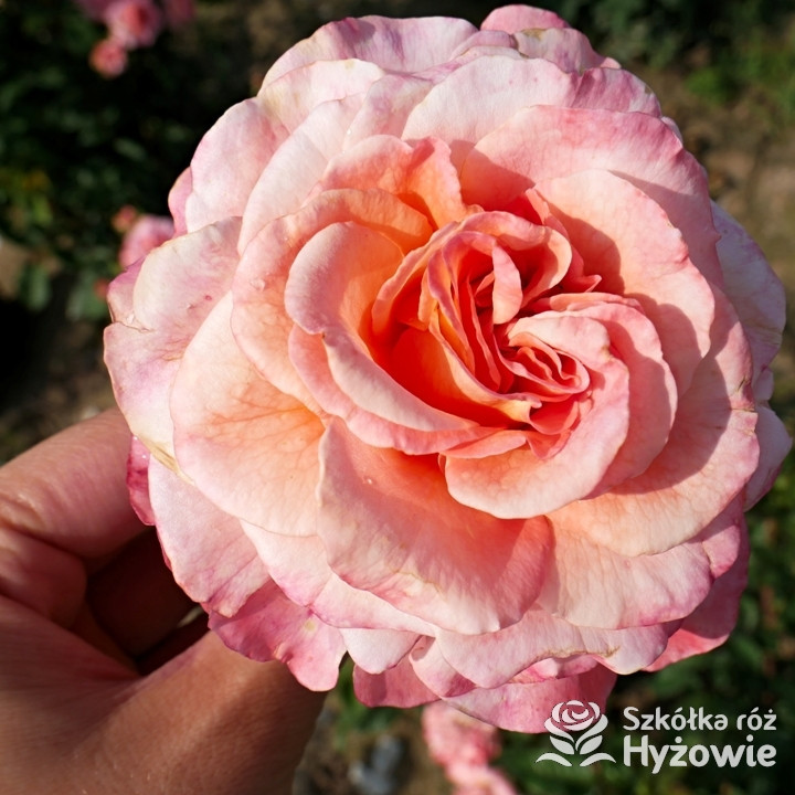 Róża nostalgiczna Augusta Luise® | Szkółka Róż Hyżowie | Rosen Tantau