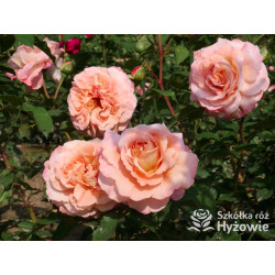 Augusta Luise® - Róże Wielkokwiatowe -  Augusta Luise® - Róże Wielkokwiatowe -