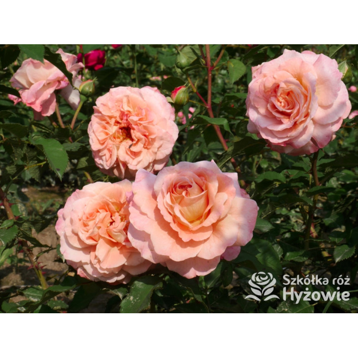 Augusta Luise® - Róże Wielkokwiatowe -  Augusta Luise® - Róże Wielkokwiatowe -