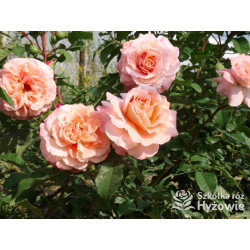 Augusta Luise® - Róże Wielkokwiatowe -  Augusta Luise® - Róże Wielkokwiatowe -