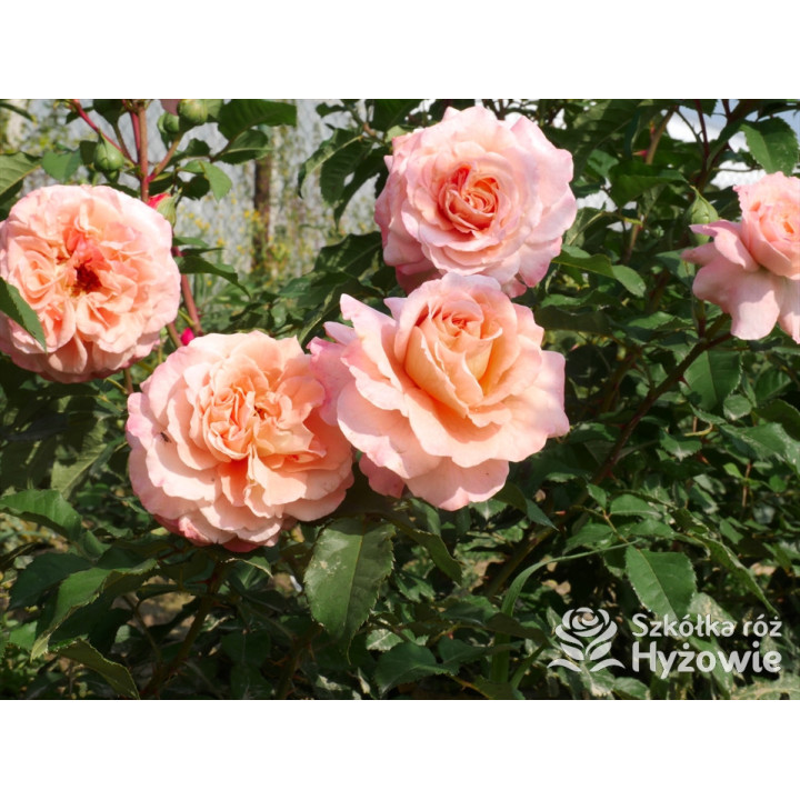 Augusta Luise® - Róże Wielkokwiatowe -  Augusta Luise® - Róże Wielkokwiatowe -