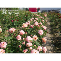 Augusta Luise® - Róże Wielkokwiatowe -  Augusta Luise® - Róże Wielkokwiatowe -