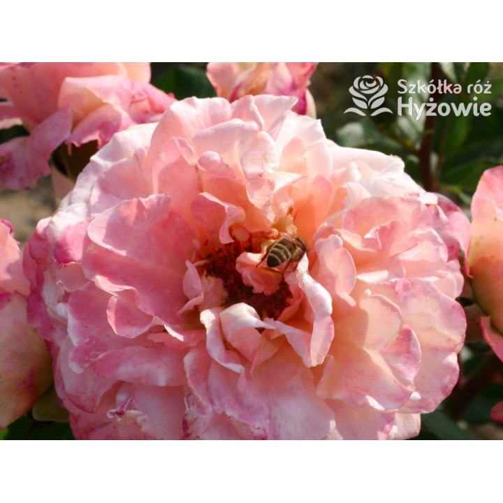 Augusta Luise® - Róże Wielkokwiatowe -  Augusta Luise® - Róże Wielkokwiatowe -