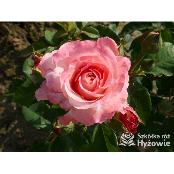 Augusta Luise® - Róże Wielkokwiatowe -  Augusta Luise® - Róże Wielkokwiatowe -