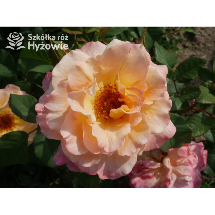 Augusta Luise® - Róże Wielkokwiatowe -  Augusta Luise® - Róże Wielkokwiatowe -