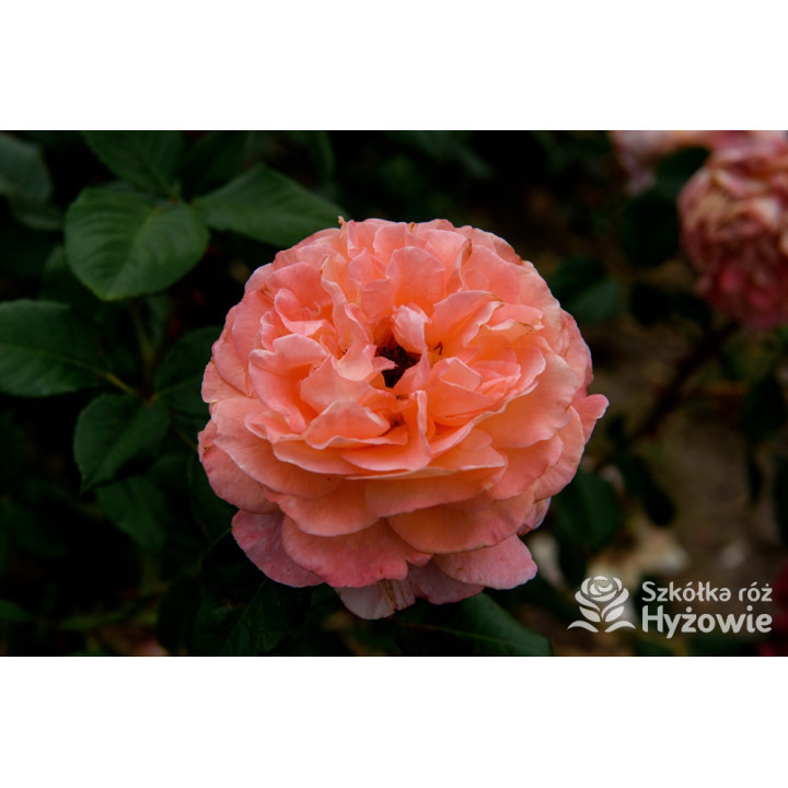 Augusta Luise® - Róże Wielkokwiatowe -  Augusta Luise® - Róże Wielkokwiatowe -