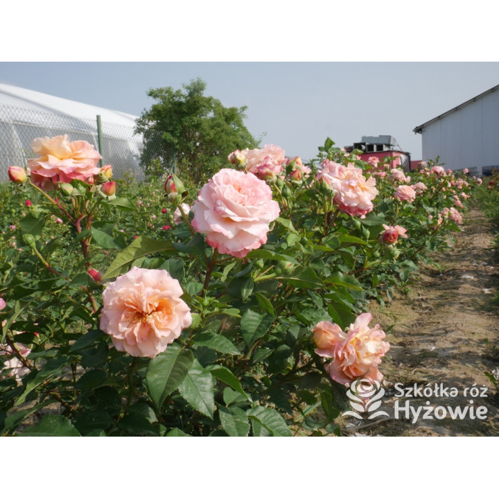 Augusta Luise® - Róże Wielkokwiatowe -  Augusta Luise® - Róże Wielkokwiatowe -