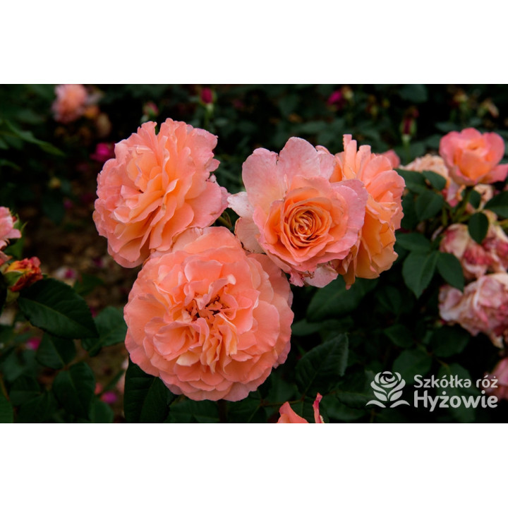 Augusta Luise® - Róże Wielkokwiatowe -  Augusta Luise® - Róże Wielkokwiatowe -