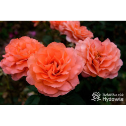 Augusta Luise® - Róże Wielkokwiatowe -  Augusta Luise® - Róże Wielkokwiatowe -