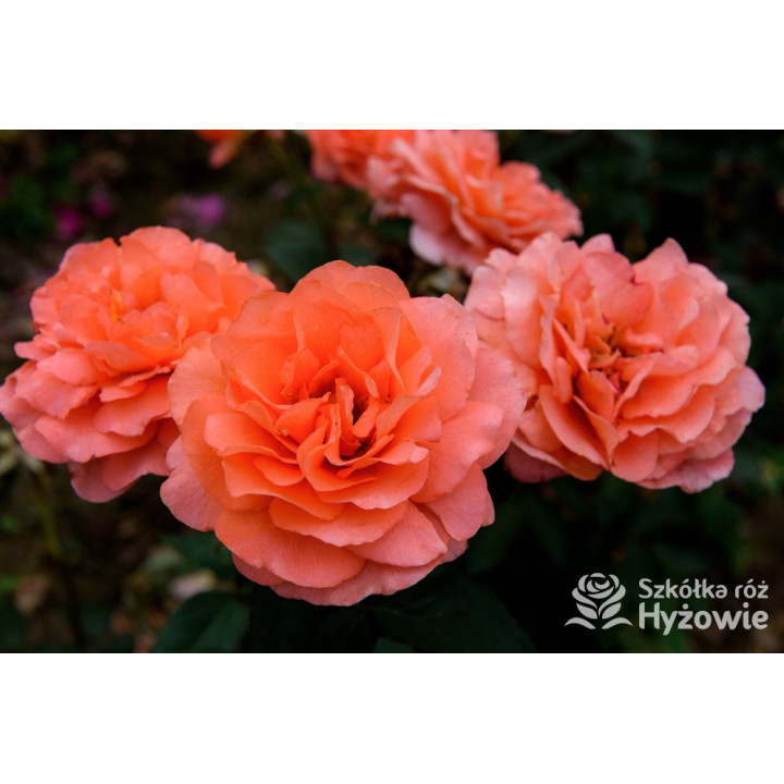 Augusta Luise® - Róże Wielkokwiatowe -  Augusta Luise® - Róże Wielkokwiatowe -