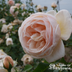 Belle Romantica® / Alexandrine® - Róże Wielkokwiatowe -