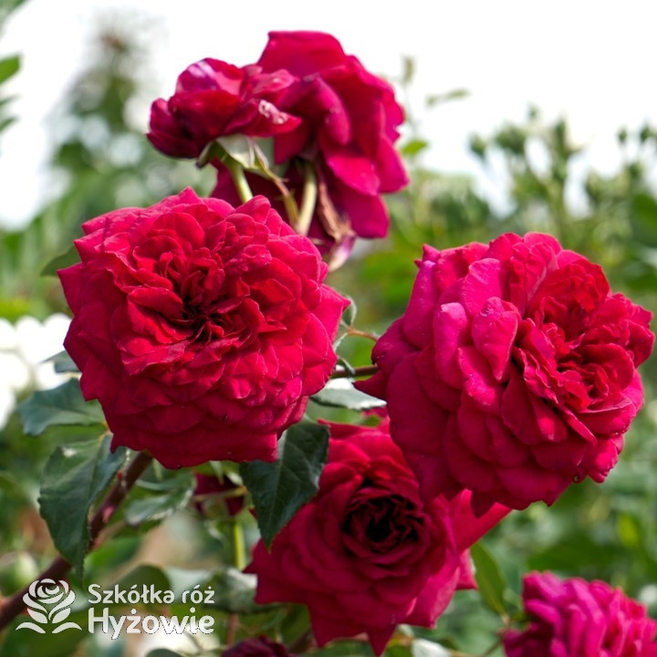 Róża wielkokwiatowa Bellevue® | Szkółka Róż Hyżowie | Kordes Rosen