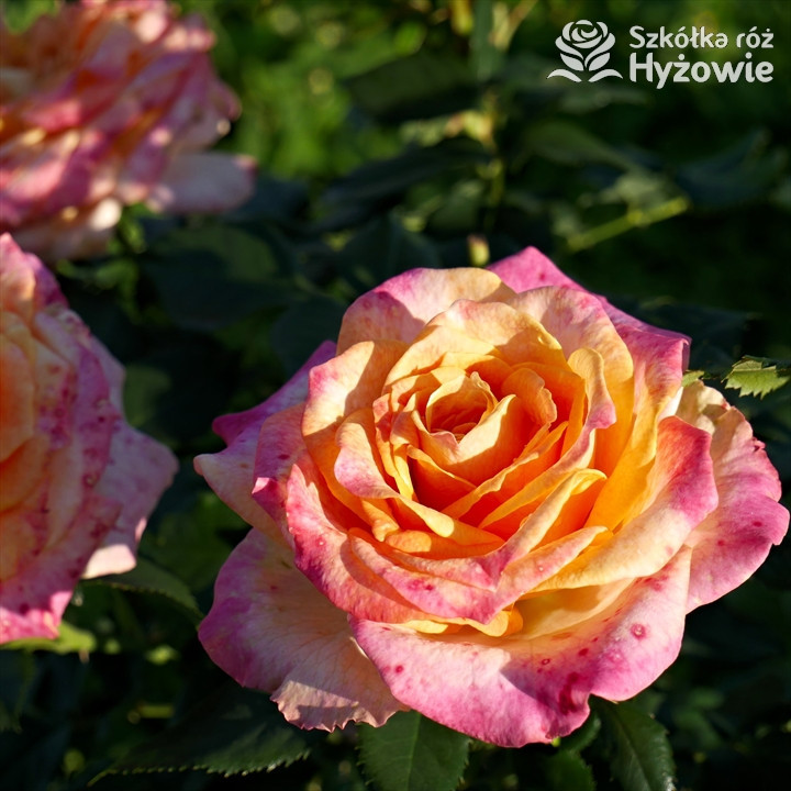 Róża wielkokwiatowa Better Times® | Szkółka Róż Hyżowie | Kordes Rosen