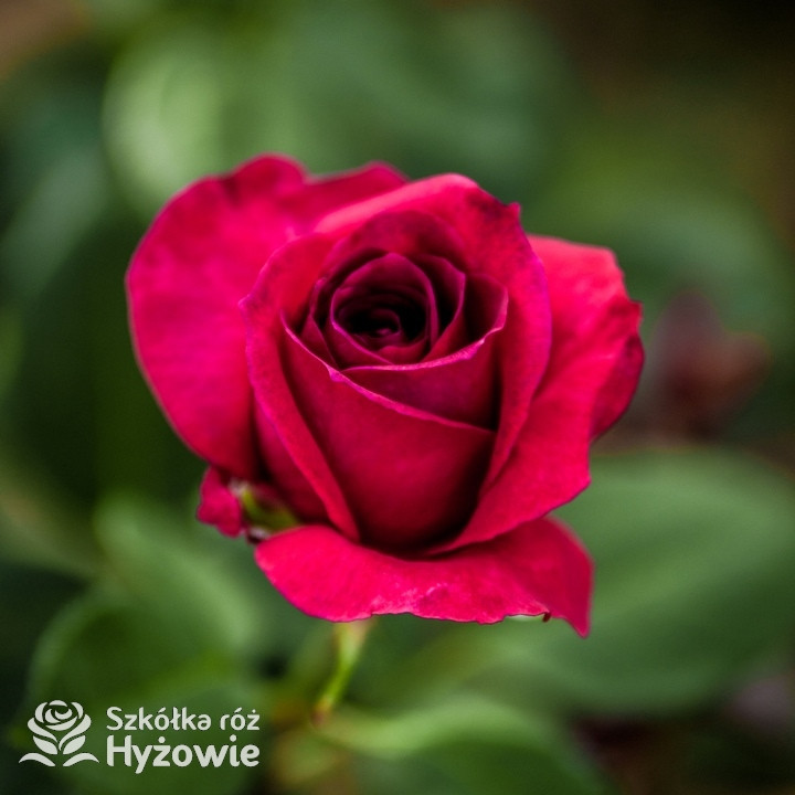 Róża wielkokwiatowa Big Purple®| Szkółka Róż Hyżowie