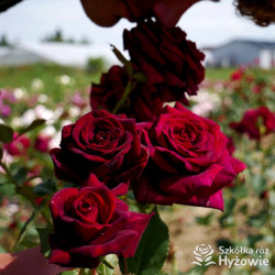 Black Perfumella® - Róże silnie pachnące -