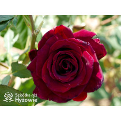 Black Perfumella® - Róże silnie pachnące - 