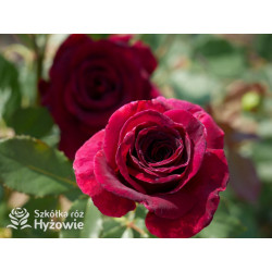 Black Perfumella® - Róże silnie pachnące - 