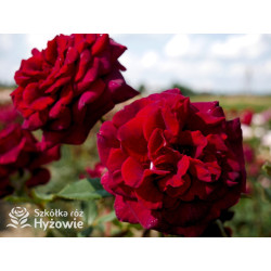 Black Perfumella® - Róże silnie pachnące - 
