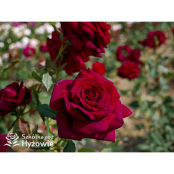 Black Perfumella® - Róże silnie pachnące - 