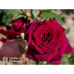 Black Perfumella® - Róże silnie pachnące - 