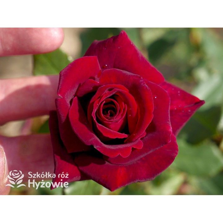 Black Perfumella® - Róże silnie pachnące - 