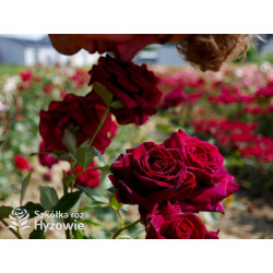 Black Perfumella® - Róże silnie pachnące - 