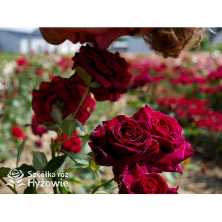 Black Perfumella® - Róże silnie pachnące - 