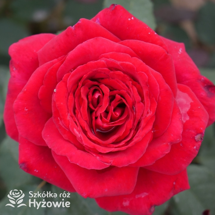 Róża wielkokwiatowa Botero®| Szkółka Róż Hyżowie | Meilland International