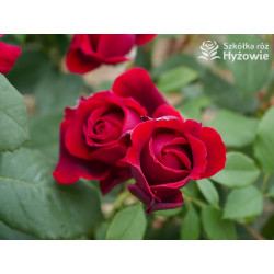Botero® / Duftfestival® - Róże Wielkokwiatowe -  Botero® / Duftfestival® - Róże Wielkokwiatowe -