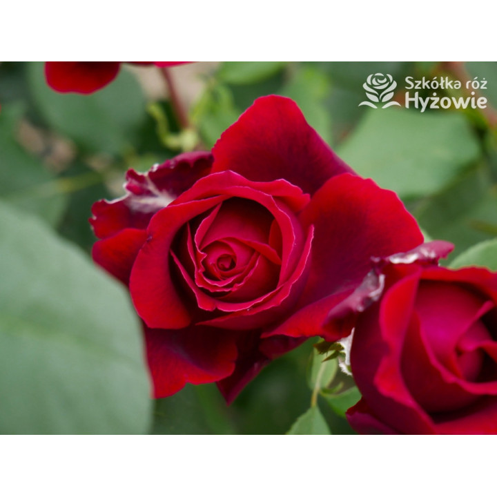 Botero® / Duftfestival® - Róże Wielkokwiatowe -  Botero® / Duftfestival® - Róże Wielkokwiatowe -