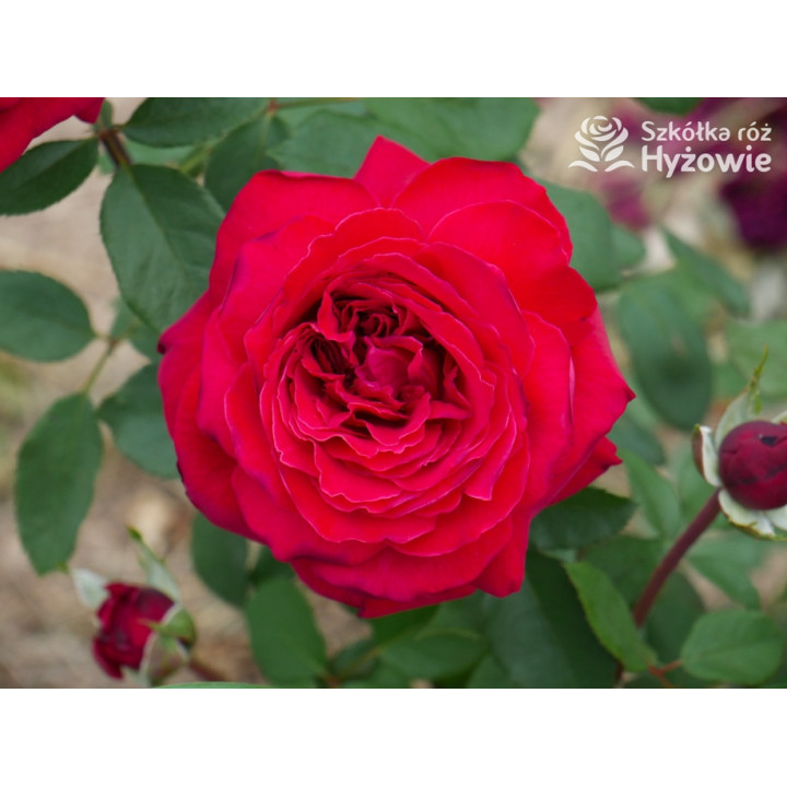 Botero® / Duftfestival® - Róże Wielkokwiatowe -  Botero® / Duftfestival® - Róże Wielkokwiatowe -