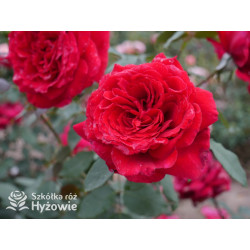 Botero® / Duftfestival® - Róże Wielkokwiatowe -  Botero® / Duftfestival® - Róże Wielkokwiatowe -