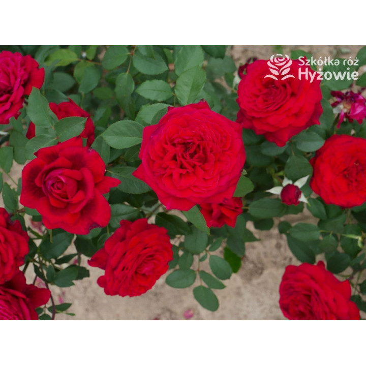 Botero® / Duftfestival® - Róże Wielkokwiatowe -  Botero® / Duftfestival® - Róże Wielkokwiatowe -
