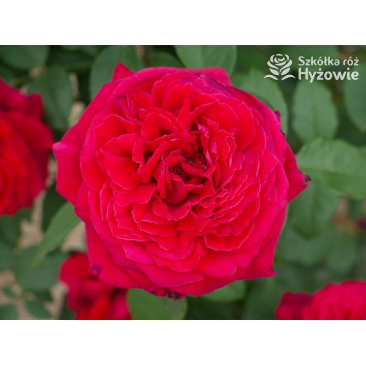 Botero® / Duftfestival® - Róże Wielkokwiatowe -  Botero® / Duftfestival® - Róże Wielkokwiatowe -
