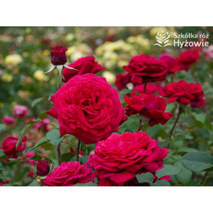 Botero® / Duftfestival® - Róże Wielkokwiatowe -  Botero® / Duftfestival® - Róże Wielkokwiatowe -