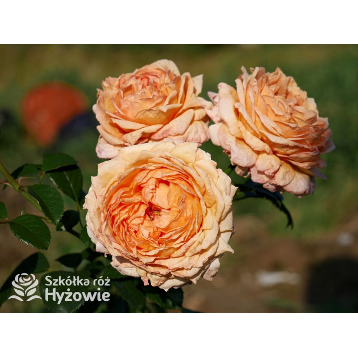 Capri® - Róże silnie pachnące - 