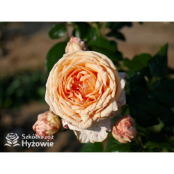 Capri® - Róże silnie pachnące - 