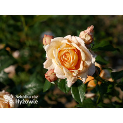 Capri® - Róże silnie pachnące - 