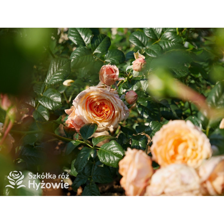 Capri® - Róże silnie pachnące - 