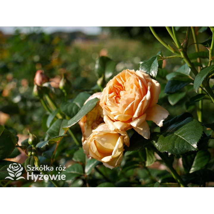 Capri® - Róże silnie pachnące - 