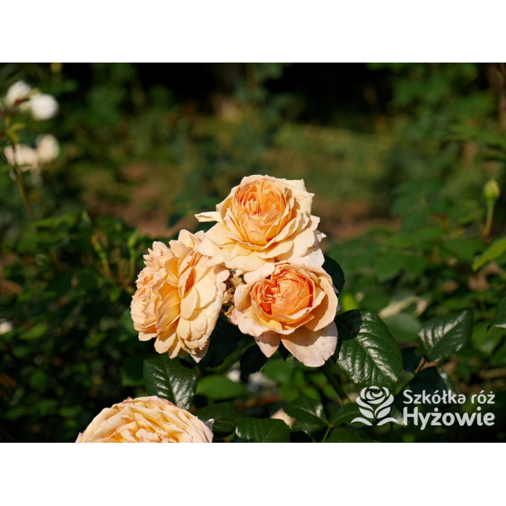 Capri® - Róże silnie pachnące - 