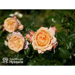 Capri® - Róże silnie pachnące - 