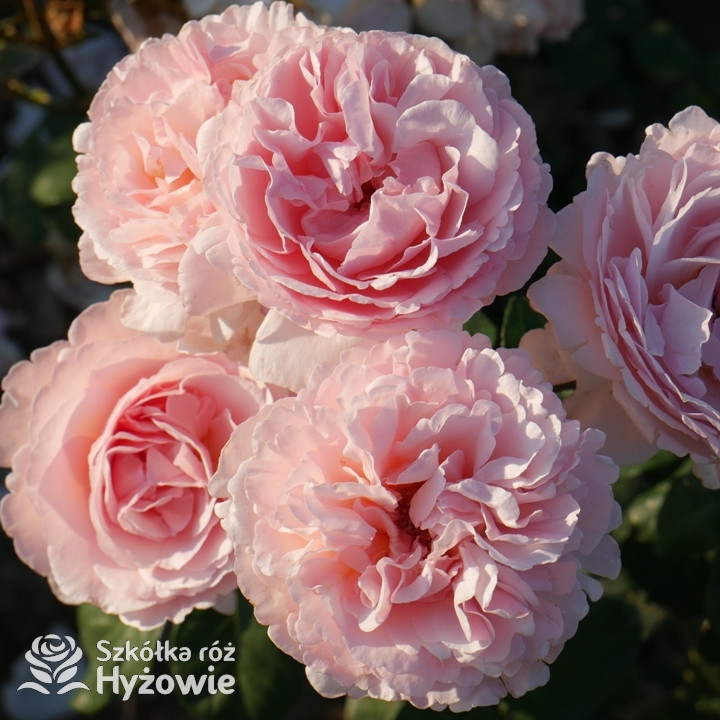 Róża Charlene de Monaco® | Szkółka Róż Hyżowie | Meilland