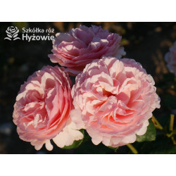 Charlene de Monaco® / Duftjuwel® - Róże Wielkokwiatowe -  Charlene de Monaco® / Duftjuwel® - Róże Wielkokwiatowe -