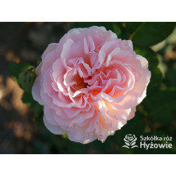 Charlene de Monaco® / Duftjuwel® - Róże Wielkokwiatowe -  Charlene de Monaco® / Duftjuwel® - Róże Wielkokwiatowe -