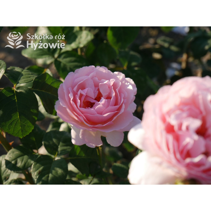 Charlene de Monaco® / Duftjuwel® - Róże Wielkokwiatowe -  Charlene de Monaco® / Duftjuwel® - Róże Wielkokwiatowe -