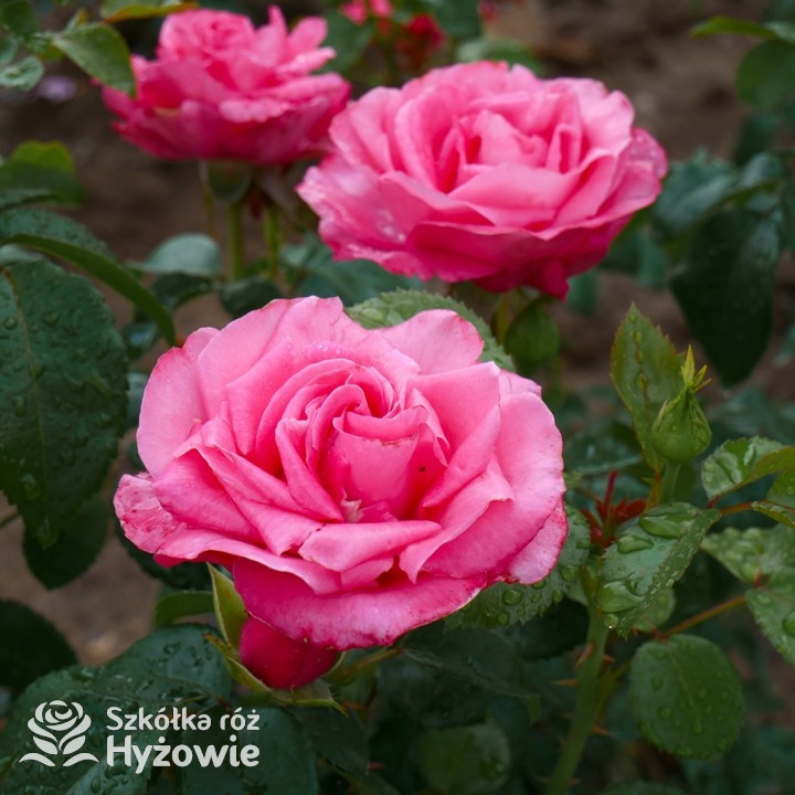Róża wielkokwiatowa Cherry Lady® | Szkółka Róż Hyżowie | Kordes Rosen